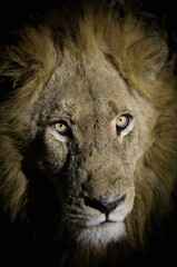 Lion in the darkness