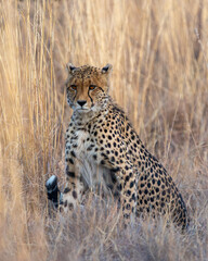 Lengau the cheetah princess