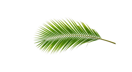 Obraz premium Single vibrant green palm frond isolated 6.