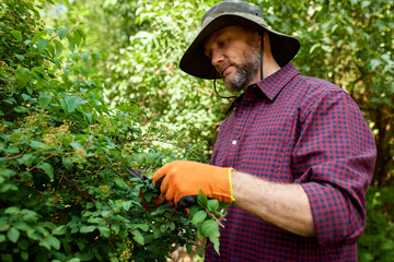 Man Gardening and Pruning Green Bushes in Outdoor Environment