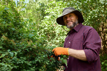 Gardener trimming greenery in sunny park wearing a hat and checkered shirt