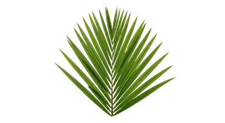 Obraz premium Single vibrant green palm frond isolated 8.