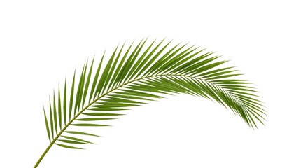 Obraz premium Single vibrant green palm frond isolated.