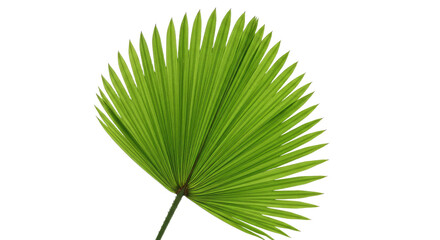 Obraz premium Single vibrant green palm leaf frond.