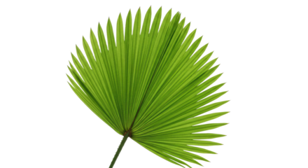 Single vibrant green palm leaf frond.