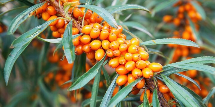 Vibrant sea buckthorn berries growing on a branch with green leaves in a close-up shot.