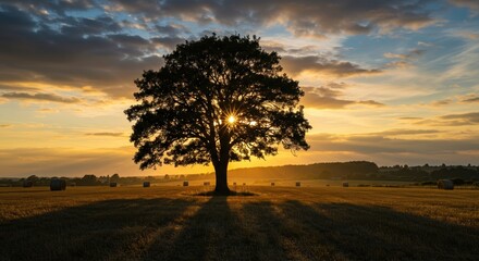 Fototapeta premium tree at sunset