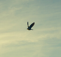 bird in flight