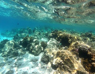 Obraz premium Underwater coral reef scene (4)