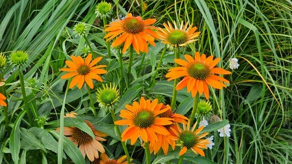 Sweden. Echinacea purpurea, the eastern purple coneflower, purple coneflower, hedgehog coneflower, or echinacea, is a North American species of flowering plant in the family Asteraceae.   