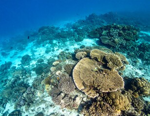 Obraz premium Underwater coral reef scene (6)