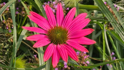 Sweden. Echinacea purpurea, the eastern purple coneflower, purple coneflower, hedgehog coneflower,...