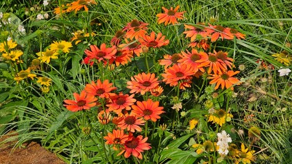 Sweden. Echinacea purpurea, the eastern purple coneflower, purple coneflower, hedgehog coneflower, or echinacea, is a North American species of flowering plant in the family Asteraceae.   