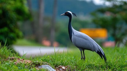 Bird standing on grass near a road with trees in the background.