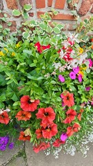 Bright blooming petunias and other flowers growing near a rustic brick wall