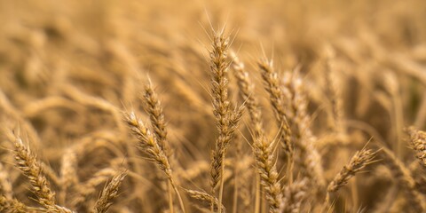Obraz premium A close-up shot of a golden wheat field under the summer sun, ready for harvest.