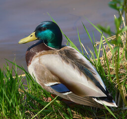 mallard duck sits on the shore