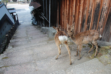 deers in miyajima in japan 