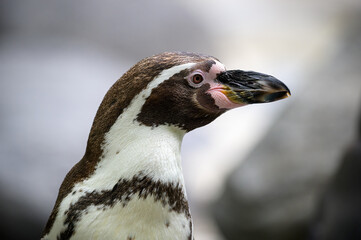 Detailed side profile of a Humboldt penguin also termed Peruvian penguin or patranca, showing distinct markings and beak texture.