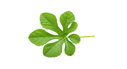 Obraz premium vibrant green leaf detailed view.