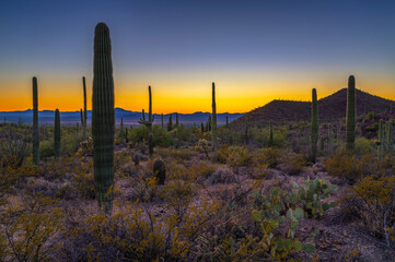 Saguaros and desert vegetation at sunset in King Canyon, Saguaro National Park West near Tucson, Arizona.