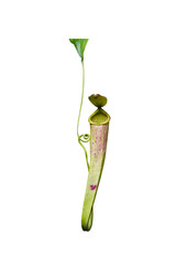 nepenthes (Tropical Pitcher Plant) Monkey Cup flower  isolated on white background. This has clipping path.