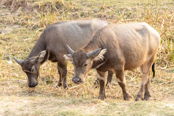 A large Thai buffalo and other wild animals are grazing in a grassland during a nature tour.