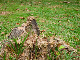 A large stump in a public park.