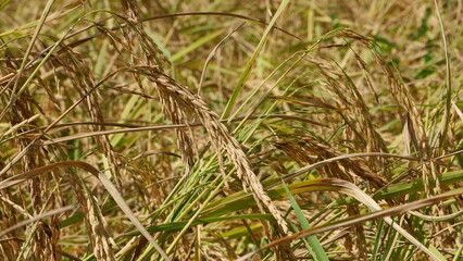 Golden yellow rice ears that are ripe and ready to be harvested.