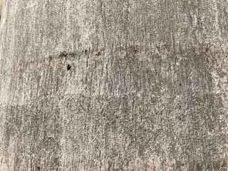 Close up Palm Tree Texture: Capturing the intricate surface of a mature palm tree trunk, showcasing a rugged and natural texture.