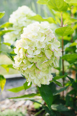 Flowering hydrangea Bonfire in landscaped garden