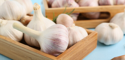 Wooden trays with fresh garlics on blue background
