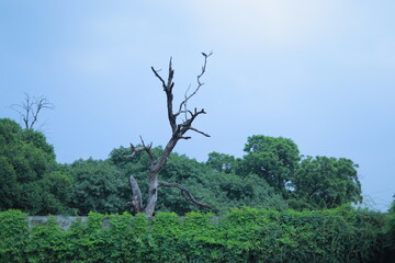 A dead tree with a bird sitting on its top with green trees back view