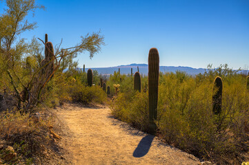 Dirt trail surrounded by cacti and desert vegetation in the Sonoran Desert of Arizona.