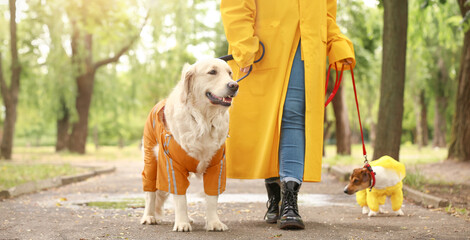 Funny dogs and owner in raincoats walking outdoors