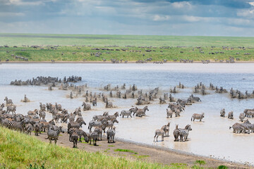 A very large herd of zebras drinking and running in water at a freshwater lake at Ndutu area during the calving season in Tanzania