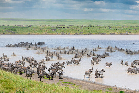 A very large herd of zebras drinking and running in water at a freshwater lake at Ndutu area during the calving season in Tanzania