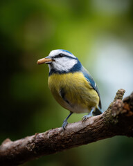 Obraz premium Blue Tit with Worm in Beak Natural Light