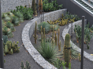 Modern Cactus Terrace Garden