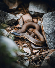 Fototapeta premium Brown Snake in Rocky Area Natural Light
