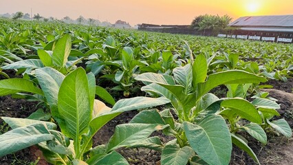 Detailed Close-Up of Healthy Tobacco Leaf in the field at sunrise with landscape mode