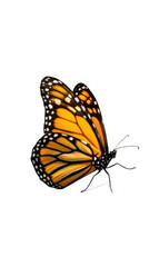 Obraz premium Monarch Butterfly Isolated on White