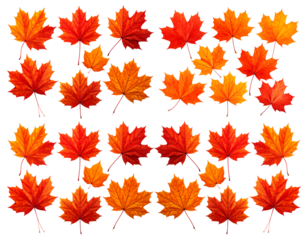Flat lay of vibrant red and orange maple leaves arranged in a grid pattern against a clean white background, showcasing autumn colors.