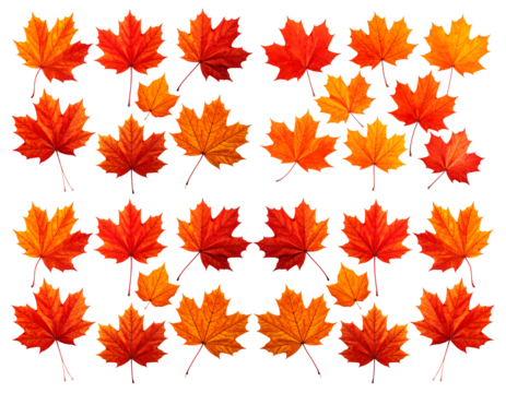 Flat lay of vibrant red and orange maple leaves arranged in a grid pattern against a clean white background, showcasing autumn colors.