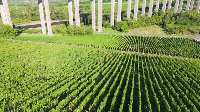 Moselle Viaduct Longuich, vineyard in Mosel valley, bridge of highway crossing river near Trier, german autobahn, aerial view