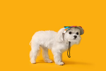 Cute Bolognese dog in hat on yellow background