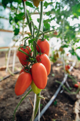 A branch with ripe red tomatoes grown in the garden in summer. Vegetable cultivation, agriculture.