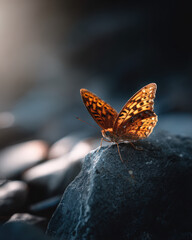 Obraz premium Schmetterling auf Felsen dramatisches Licht