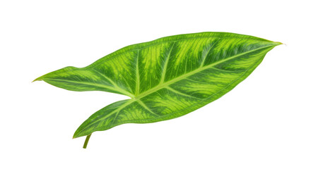 Vibrant Green Leaf with Striking Veins.