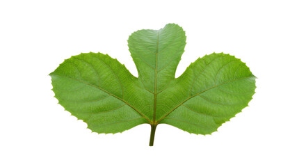 Obraz premium vibrant green leaf with three lobes.